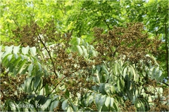 Lepisanthes rubiginosa